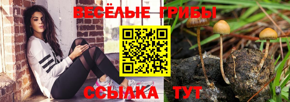Зеленогорск  купить наркотики цена  Галлюциногенные грибы ЛСД  Вход с VPN  Псилоцибиновые грибы Psilocybine cubensis 